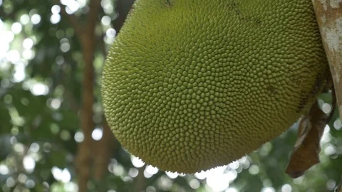 A dolly shot Jackfruit int he garden Stock Footage 89994996