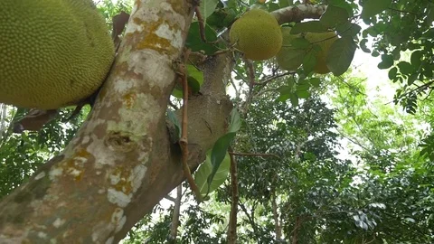 A dolly shot Jackfruit int he garden Stock Footage 89995057