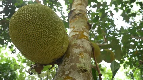 A dolly shot Jackfruit int he garden Stock Footage 89995083