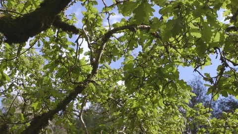 Dolly Shot Of Leaves Growing On Tree Branches Stock Footage 79656344