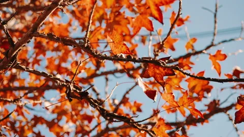 Dolly shot of Leaves of a maple tree that turn red in winter. Stock Footage 145201839