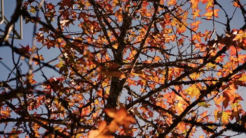 Dolly shot of Leaves of a maple tree that turn red in winter. Stock Footage 159732766