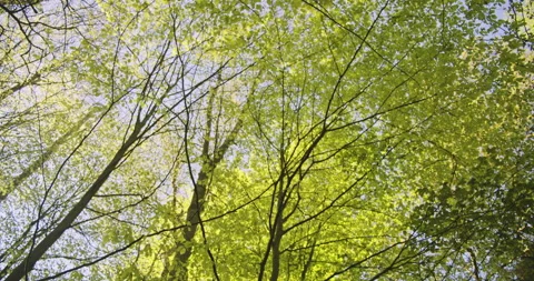 Dolly Shot of Long Tree Branches and Leaves Against Beautiful Sunny Sky Video stock 134070268
