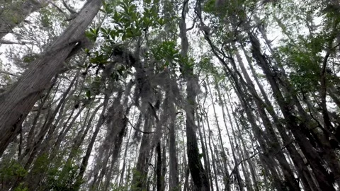 Dolly shot looking up into the cypress and tupelo trees in the Okefenokee 库存影片 332808104