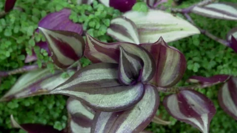 Dolly shot macro Stock Footage 79528642