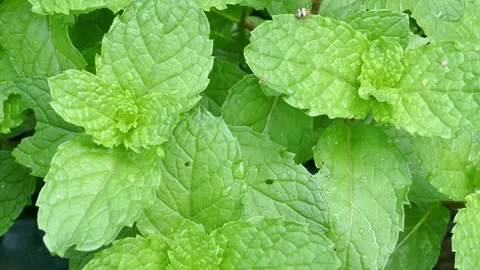 Dolly shot mint, a herb, can be used as food. Stock Footage 152548599