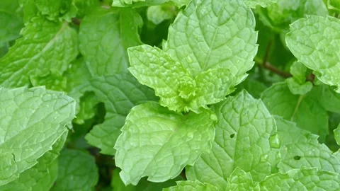 Dolly shot mint, a herb, can be used as food. Stock Footage 152548606