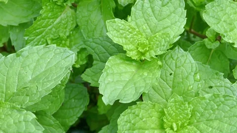 Dolly shot mint, a herb, can be used as food. Stock Footage 152548614