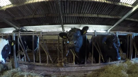 Dolly shot of mixed breed cattle cows in barn moving left to right 4k Stock Footage 59705238