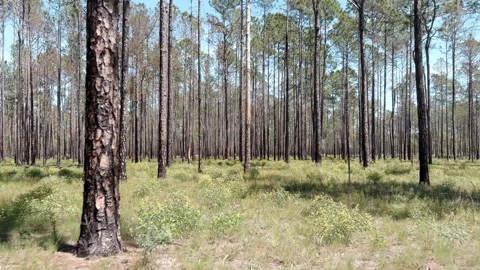 Dolly shot moving through open pine forest in Florida Stock Footage 276745626
