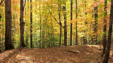 Dolly shot moving through vibrant yellow autumn colors Stock Footage 255610951