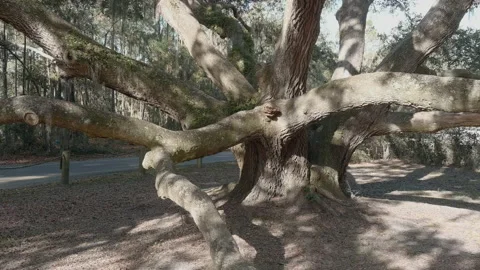 Dolly shot moving toward massive live oak tree in South Carolina Stock Footage 167080455