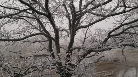 Dolly shot of the oak tree covered with rime ice or hoarfrost Stock Footage 230625244