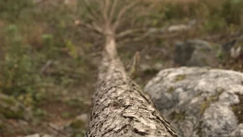 Dolly shot of an old fallen tree Video stock 143439122