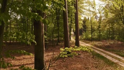Dolly Shot from One Side of Forest with Large Trees Video stock 115445972