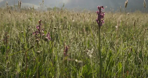 Dolly shot of the Orchis Mascula, spring, 4k Video stock 89749403