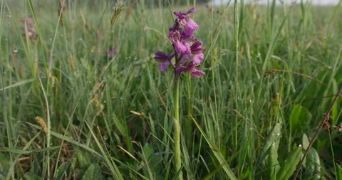 Dolly shot of the Orchis Mascula, spring, 4k Video stock 89749812