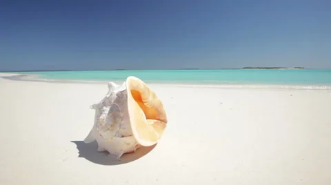 Dolly shot over shell and waves Stock Footage 1017040