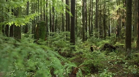 Dolly Shot Pacific Northwest Forest Stock Footage