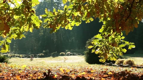 Dolly shot of park scene Stock Footage 42262331