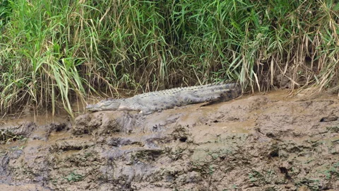 Dolly Shot Past Crocodile Resting on Muddy Bank Stock Footage 314925077