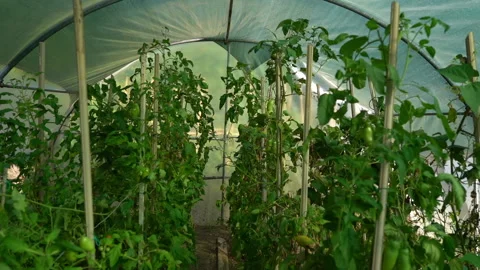Dolly shot of path inside the rustic greenhouse with vegetables assortment Stock Footage 220261265