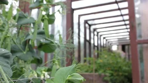 Dolly shot of pee plants and glasshouse Stockbeeldmateriaal 11309300