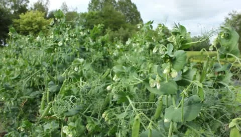 Dolly shot of pee plants Video stock 11309290