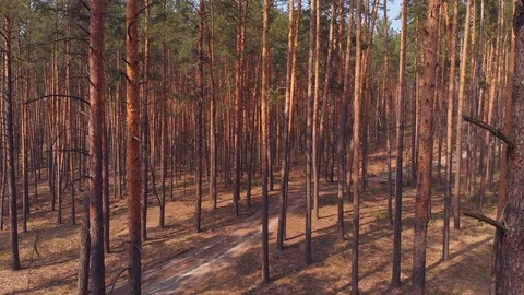 Dolly shot of pine forest Stock Footage 93183180