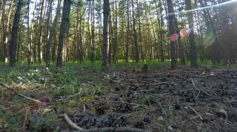 Dolly shot of the pine forest with sun flares and lot of cones on the ground Stock Footage 54695685