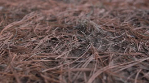 Dolly shot of pine needles Video stock 34135159