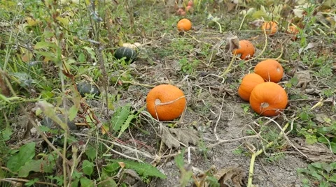 Dolly shot Pumpkin Patch 스톡 동영상 46288118
