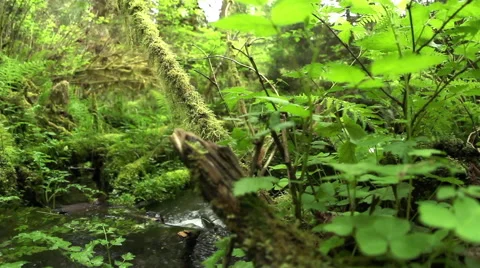 Dolly shot in the rainforest with stream 스톡 동영상 53213058