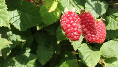 Dolly shot of Raspberry Plants Video stock 11335243