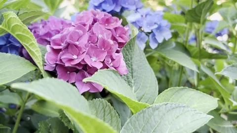 Dolly-in shot of red-pink hydrangeas to light blue hydrangeas Stock Footage 316261995