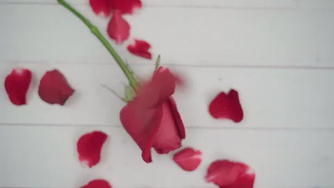 Dolly shot red rose on the table and petals are falling Stock Footage 147273956