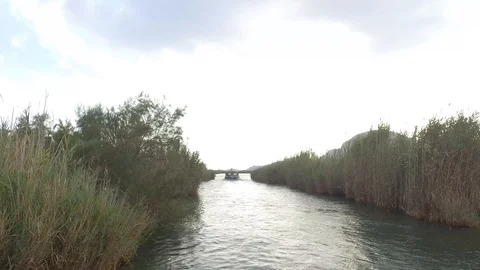 Dolly Shot in Reeds Stock Footage 125877315