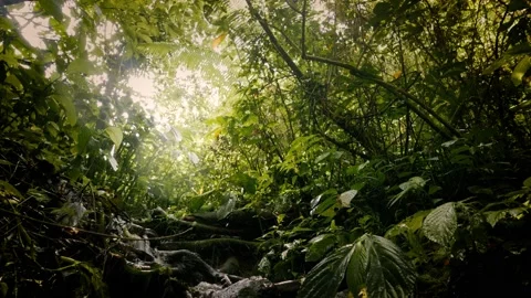 A Dolly Shot Of A River Falling Down In The Deep Green Jungle On Bali Island 스톡 동영상 142205760