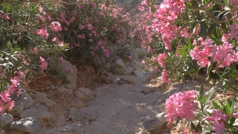 Dolly Shot In Rocky Path Between Exotic Flowers Stock Footage 119698649