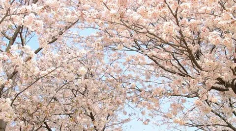 Dolly shot of Sakura,Cherry Blossom in Japan Stock Footage