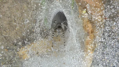 Dolly shot of spider on cobweb. Video stock 106125079