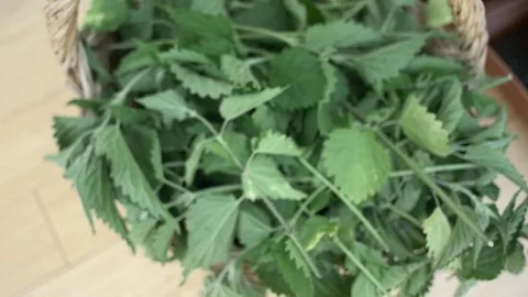 Dolly shot stinging nettle Stock Footage 79996278