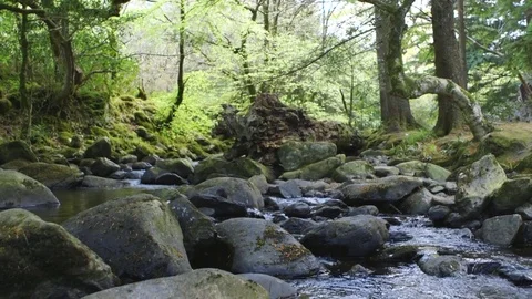 Dolly Shot Of Stream Flowing Through Rocks In Forest Video stock 79655415