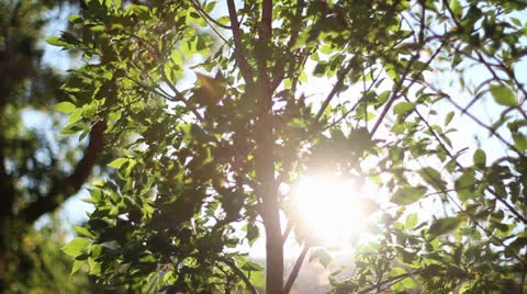Dolly shot of sun and trees Vídeos de archivo 25442410