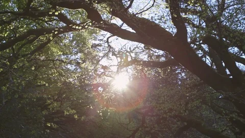 Dolly Shot Of Sunbeams Streaming Through Branches In Forest Stock Footage 79655482
