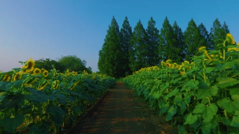 Dolly in shot of sunflower field pathway at Akebonoyama Park in Chiba Stock Footage 341587055