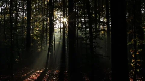 Dolly shot of sunlight between autumn trees Stock Footage 6126677