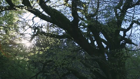 Dolly Shot Of Sunlight Streaming Through Branches In Forest Stock Footage 79655472