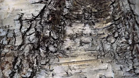 Dolly shot of the surface of a birch bark. Macro slide shot of a birch tree. Видео 203827450