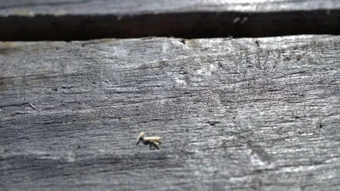 Dolly shot of the surface of an old gray wooden board. Macro slide shot of a  Video stock 218581273